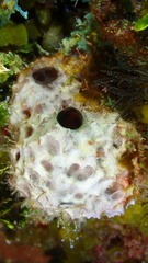 Ircinia felix