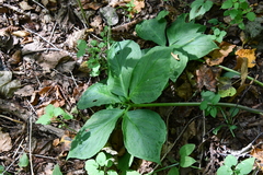 Arisaema amurense