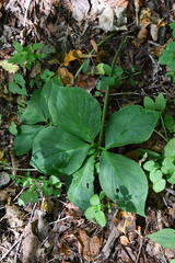 Arisaema amurense