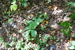 Arisaema amurense