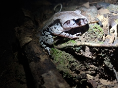 Leptobrachium smithi