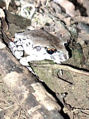 Leptobrachium smithi