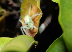 Olios