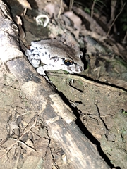 Leptobrachium smithi