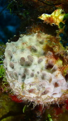 Ircinia felix