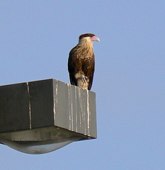 Caracara plancus cheriway