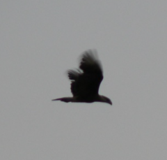 Caracara plancus cheriway