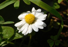 Bellis annua