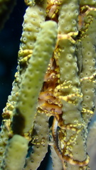 Astrophyton muricatum