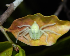 Olios