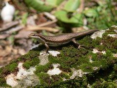 Trachylepis sechellensis