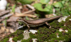 Trachylepis sechellensis