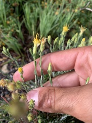 Ericameria discoidea