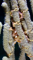 Astrophyton muricatum