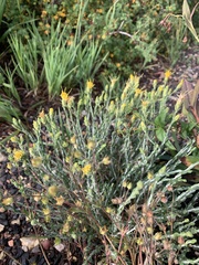 Ericameria discoidea