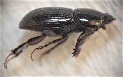 Calamosternus granarius