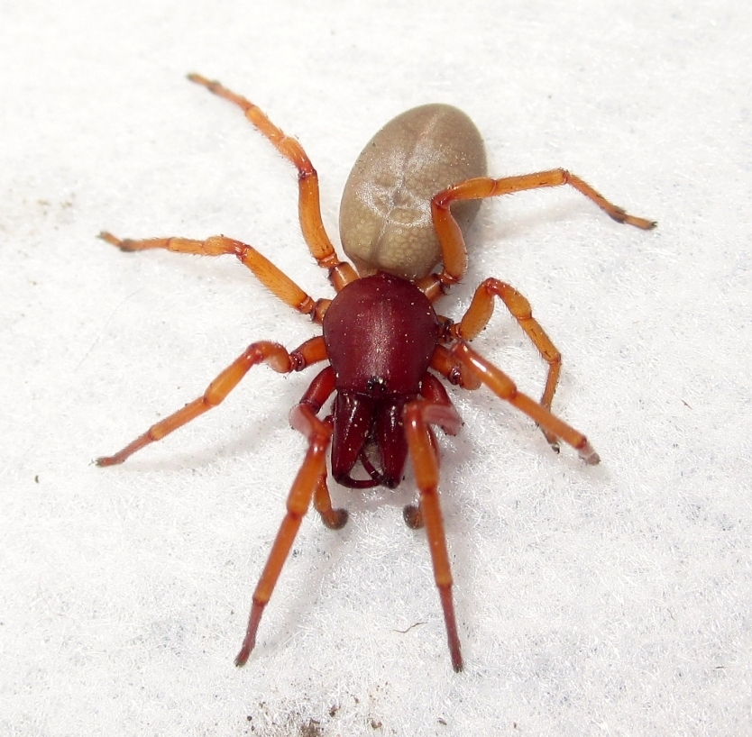 Woodlouse Spider (Fort Funston Field Guide) · iNaturalist NZ