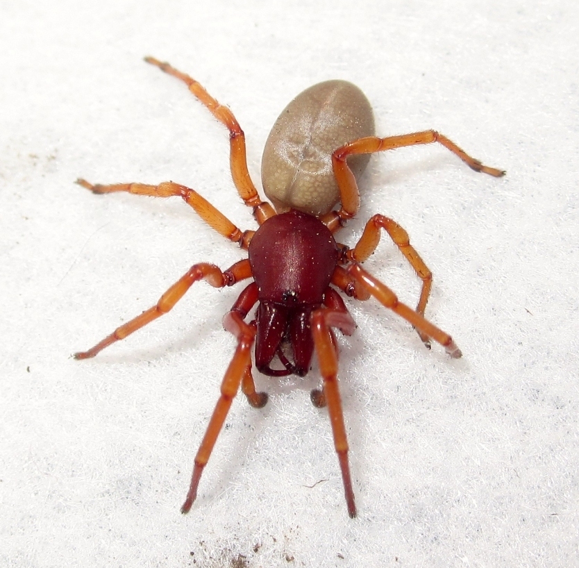 Woodlouse Spider (California Academy of Sciences Living Roof Fauna