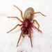 Woodlouse Spider - Photo (c) Kurt Andreas, some rights reserved (CC BY-NC-SA)