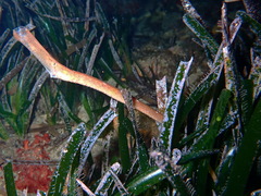 Syngnathus typhle