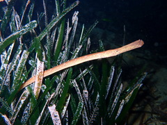 Syngnathus typhle