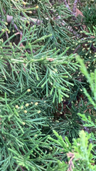 Juniperus chinensis