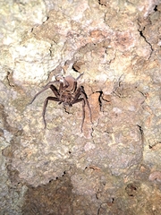 Heteropoda