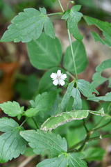 Geranium wilfordii