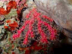 Alcyonium coralloides