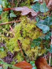 Thuidium