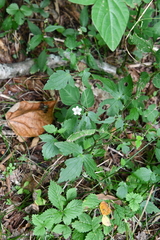 Geranium wilfordii