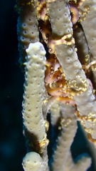 Astrophyton muricatum