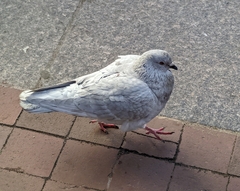 Columba livia domestica