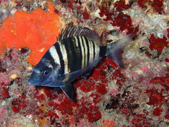 Diplodus puntazzo