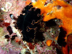 Pseudobiceros splendidus