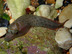 Lepadogaster lepadogaster