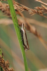 Crambus pascuella
