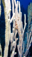 Astrophyton muricatum