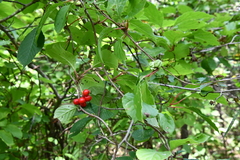 Schisandra chinensis