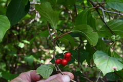 Schisandra chinensis
