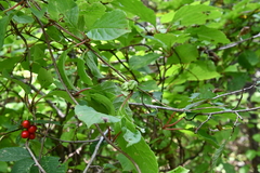 Schisandra chinensis