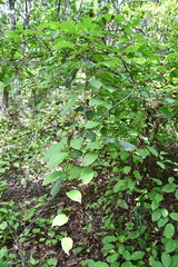 Schisandra chinensis