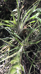 Tillandsia