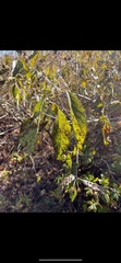 Cercospora moricola