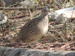 Nothoprocta pentlandii