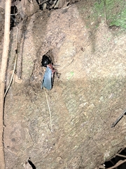 Kalidasa nigromaculata
