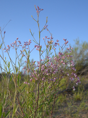 Apocynum lancifolium
