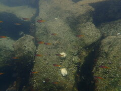Chromis punctipinnis