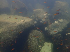 Chromis punctipinnis