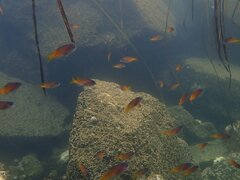 Chromis punctipinnis